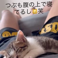 お腹の上の子猫