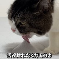 布団を舐める猫