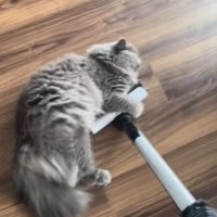 掃除機のヘッドに前足をかけて横たわる猫