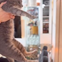 サバトラの猫