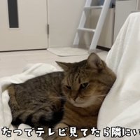 こたつ布団にonするみにらくん