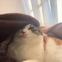 顔がめり込む猫