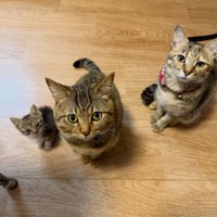 見上げる3匹の猫