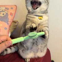 後ろ足で立って威嚇している猫