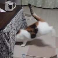 こたつに入っていく三毛猫