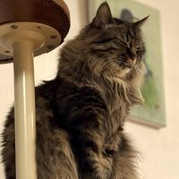 キャットタワーの上で目を閉じて座る猫
