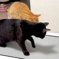 2匹の猫