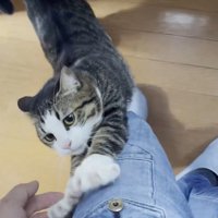 足に前足をかける猫