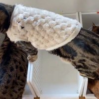 ごはんを食べる猫を見下ろす猫