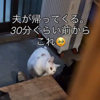台の角に鼻先を寄せる猫