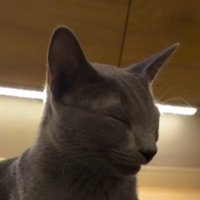座ったまま目を閉じる猫