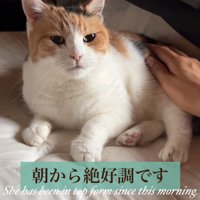 見つめる猫