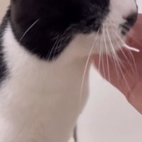 浴槽のふたの上で撫でられている猫