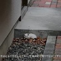 うずくまっている子猫