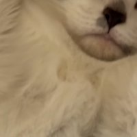 もう1匹の猫