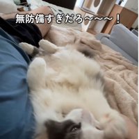 寝転んでいる人と猫