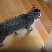 歩く猫2