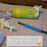 ローラーで遊んでいる2匹の猫