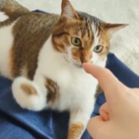 遊んでいる猫