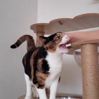 シャー！