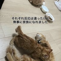 ごはんを食べる子猫と授乳中の母猫
