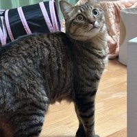 振り向く猫