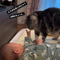 床で寝ている赤ちゃんを見ている猫