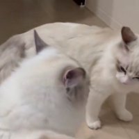 お見合いする猫