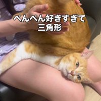 お尻を叩いてもらっている猫