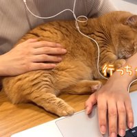 パソコンをしている人の腕の中にいる猫