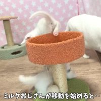 遊んでいる子猫の横を通り過ぎる成猫