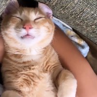 眠っている猫の寝顔