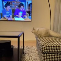 スツールの上で足踏みをする猫