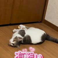 床に転がる猫