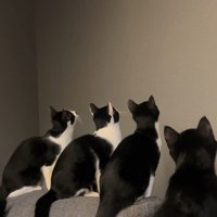 壁を見ている4匹の猫