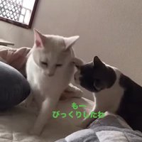 白猫に前足で触る猫