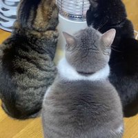 3匹の猫の後ろ姿