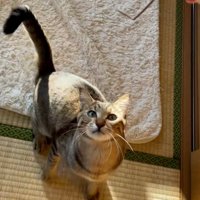 遊んでもらう猫