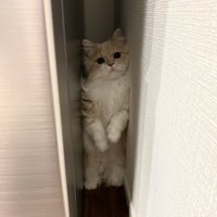 冷蔵庫に挟まる猫