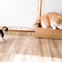 毛が逆立つ三毛ちゃん