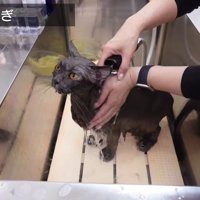 濯ぎ