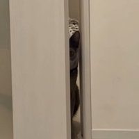 ドアの隙間からじっと見つめる猫