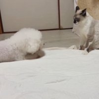 猫と犬