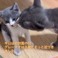 子猫の顔に顔を近づける成猫