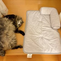 すっかりへそ天で眠る猫とひんやりマット