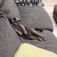 人間みたいなポーズを取る猫