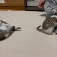 二組のニャンプロ