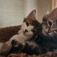 ハンモックにくっついて乗る子猫たち