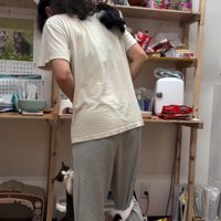 人間に登る子猫たち