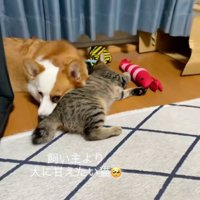 犬に甘える猫